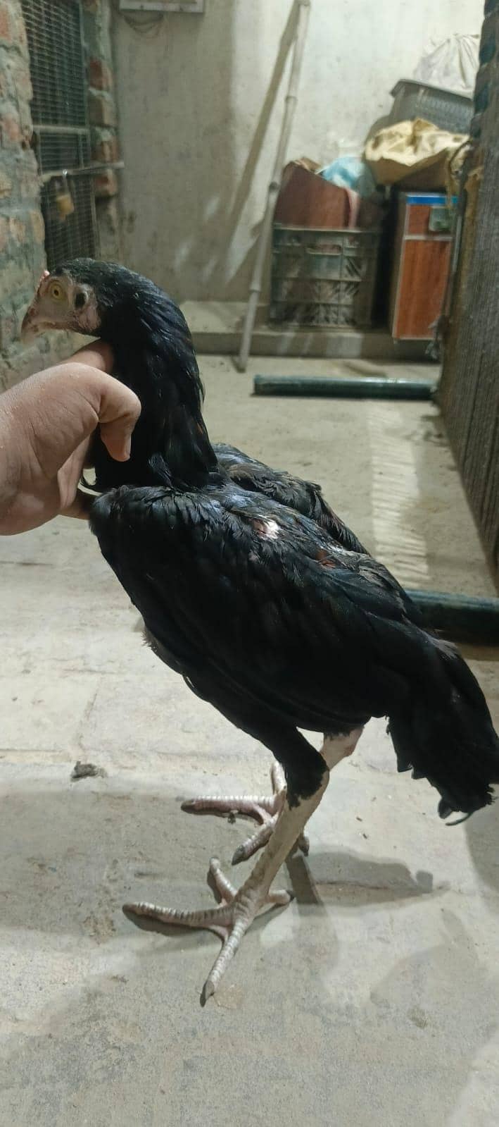 Thai patha quality bird 3