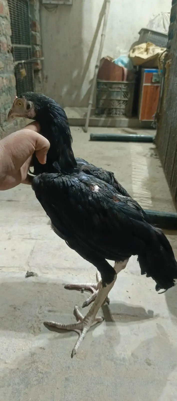 Thai patha quality bird — photo 4