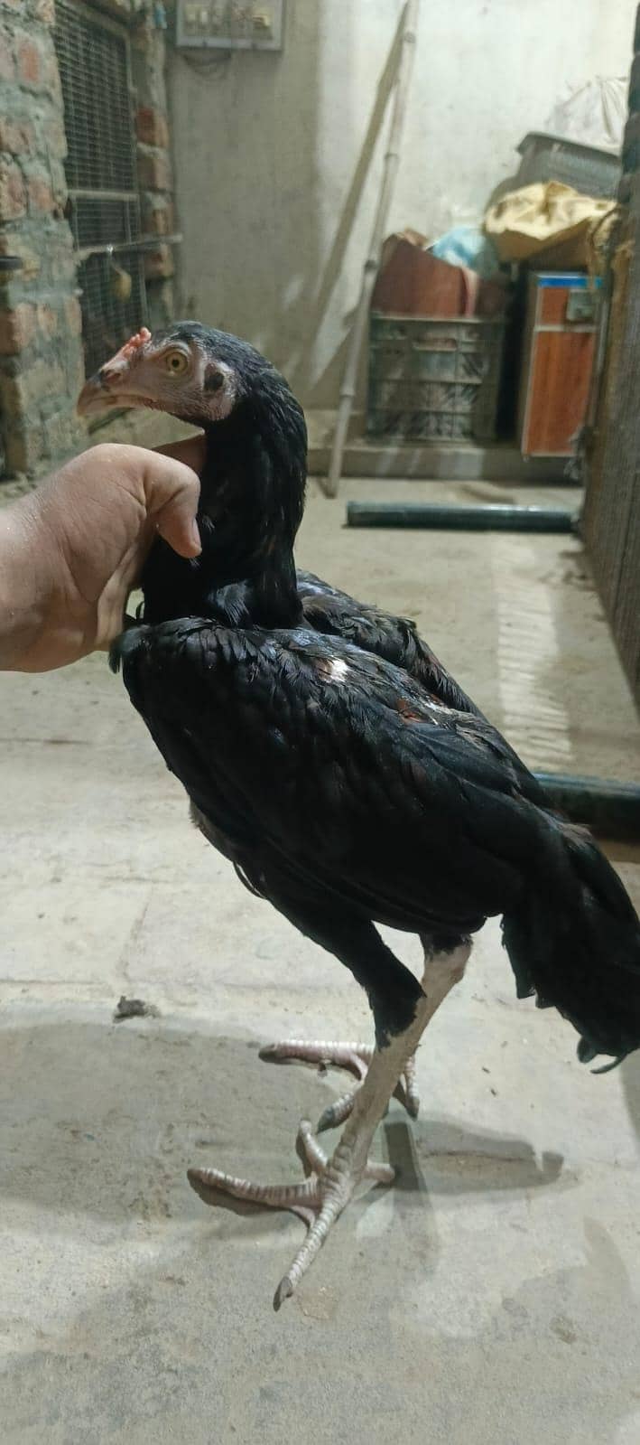 Thai patha quality bird 4