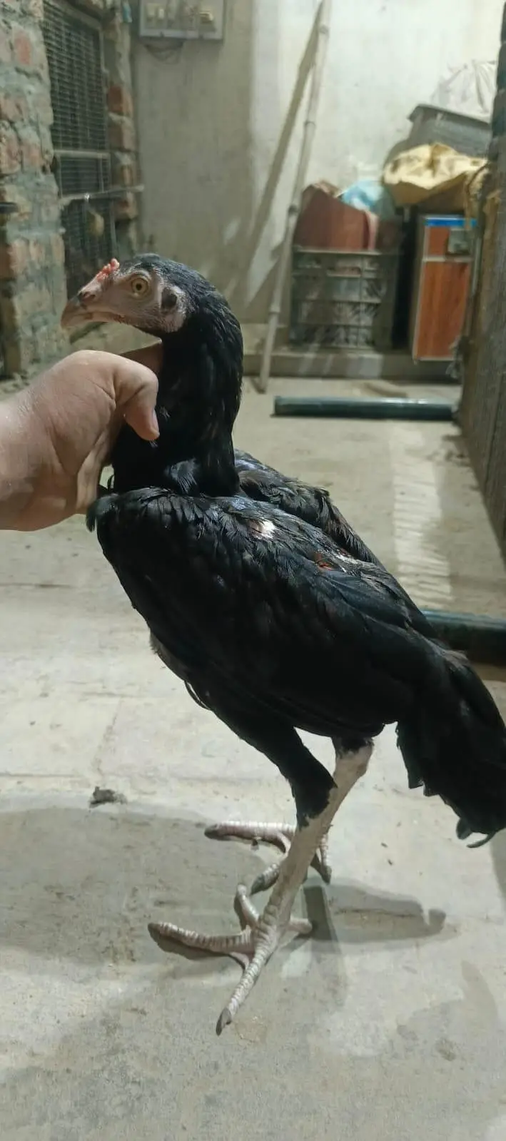 Thai patha quality bird — photo 5