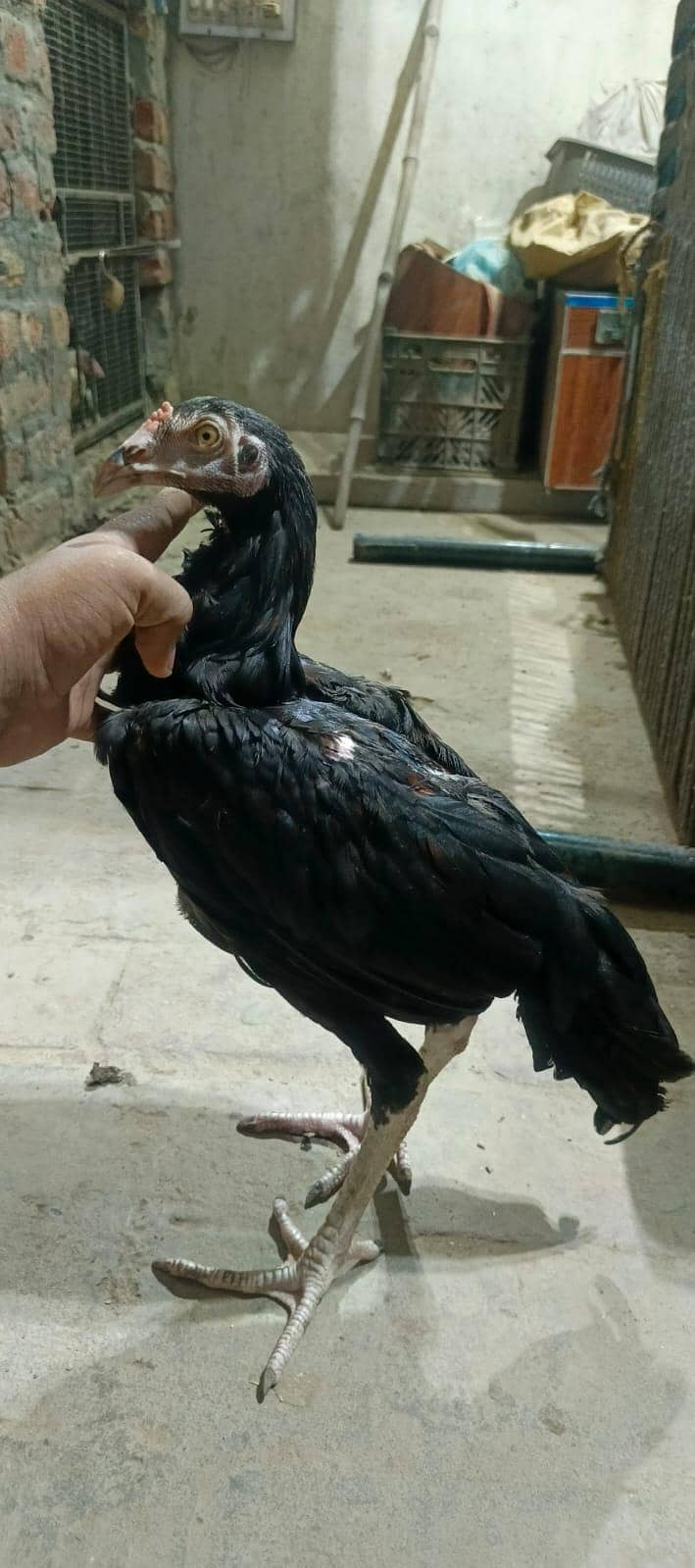 Thai patha quality bird 5