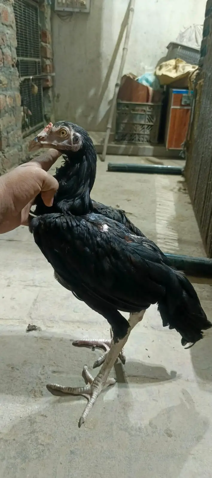 Thai patha quality bird — photo 6