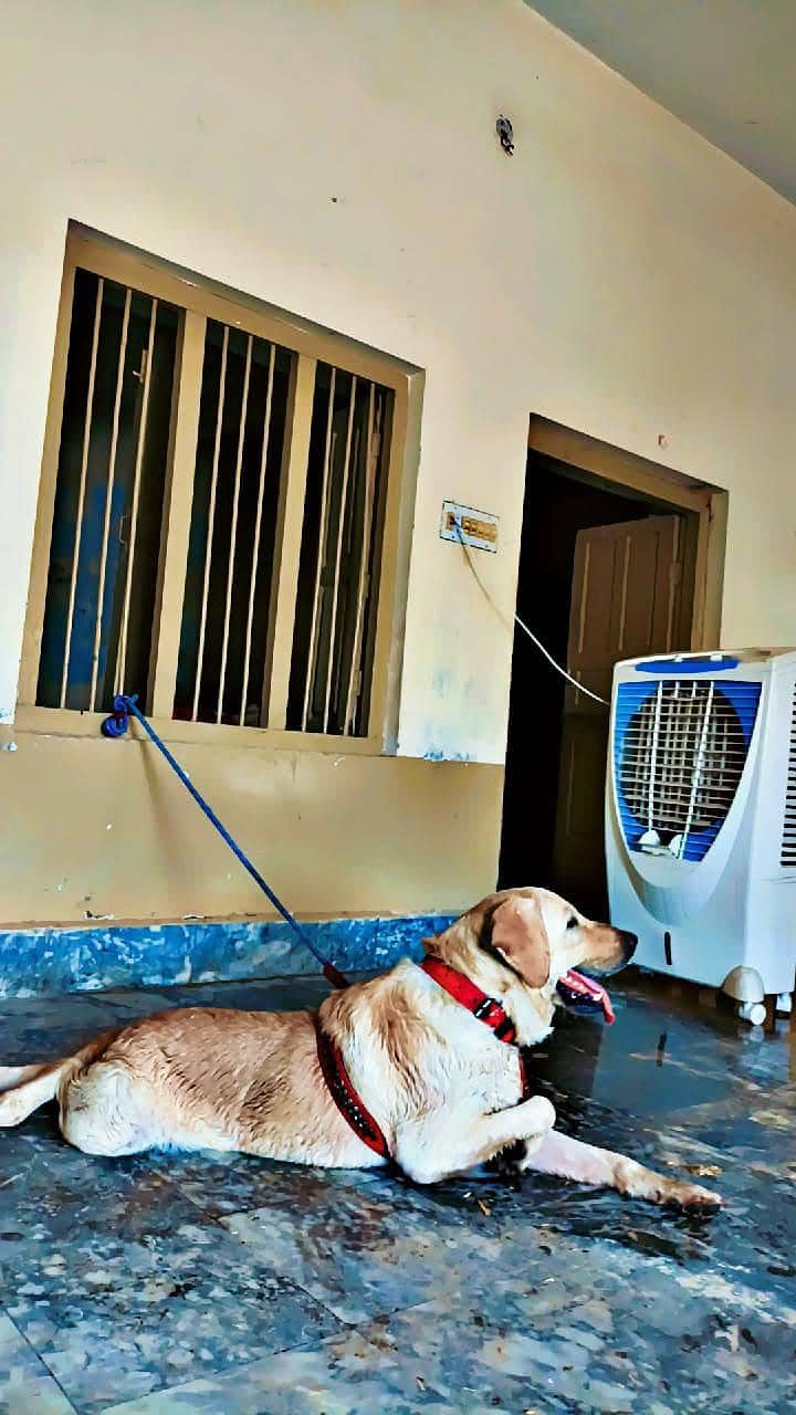 labra dog 0