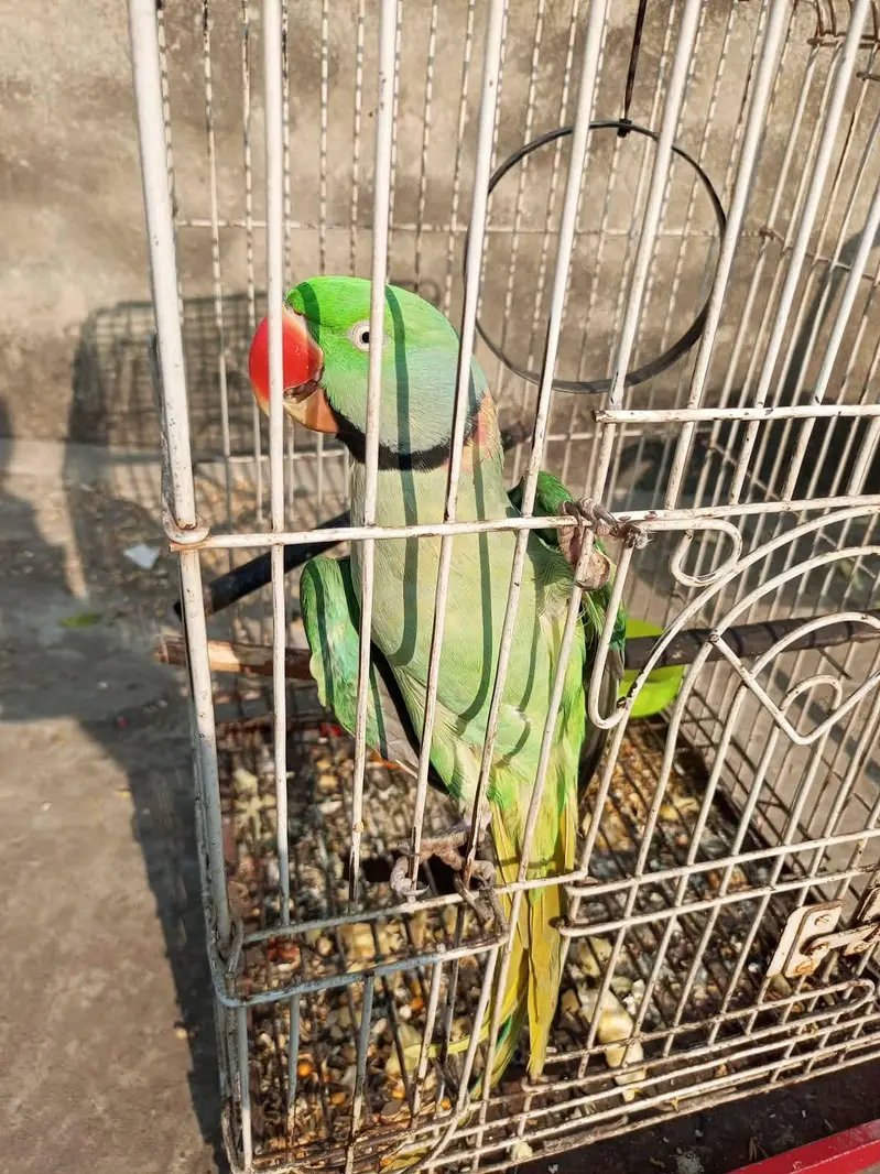 raw parrot male — photo 3