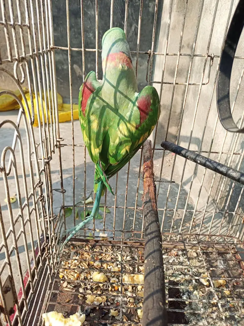 raw parrot male — photo 4