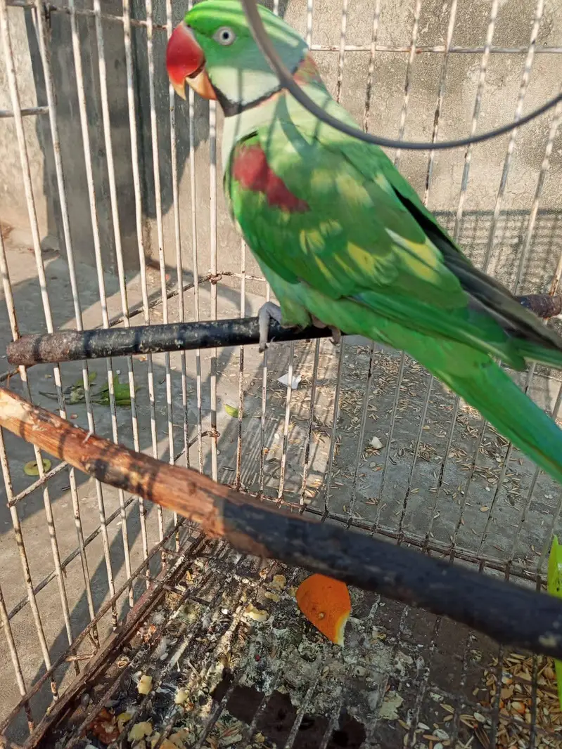raw parrot male — photo 5