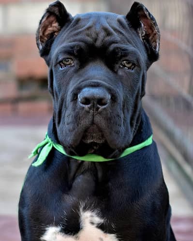 Cane Corso Puppy | Cane Corso Puppies | Cane Corso Dog for sale