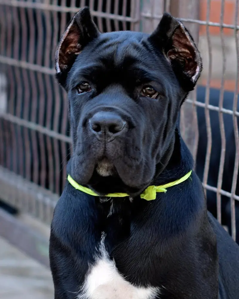 Cane Corso Puppy | Cane Corso Puppies | Cane Corso Dog for sale — photo 4