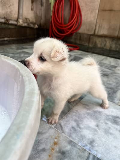 Russian samoyed