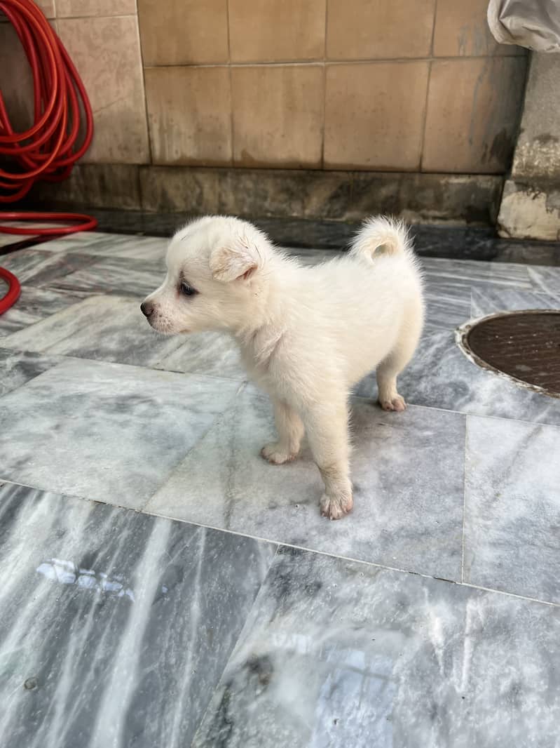 Russian samoyed 1