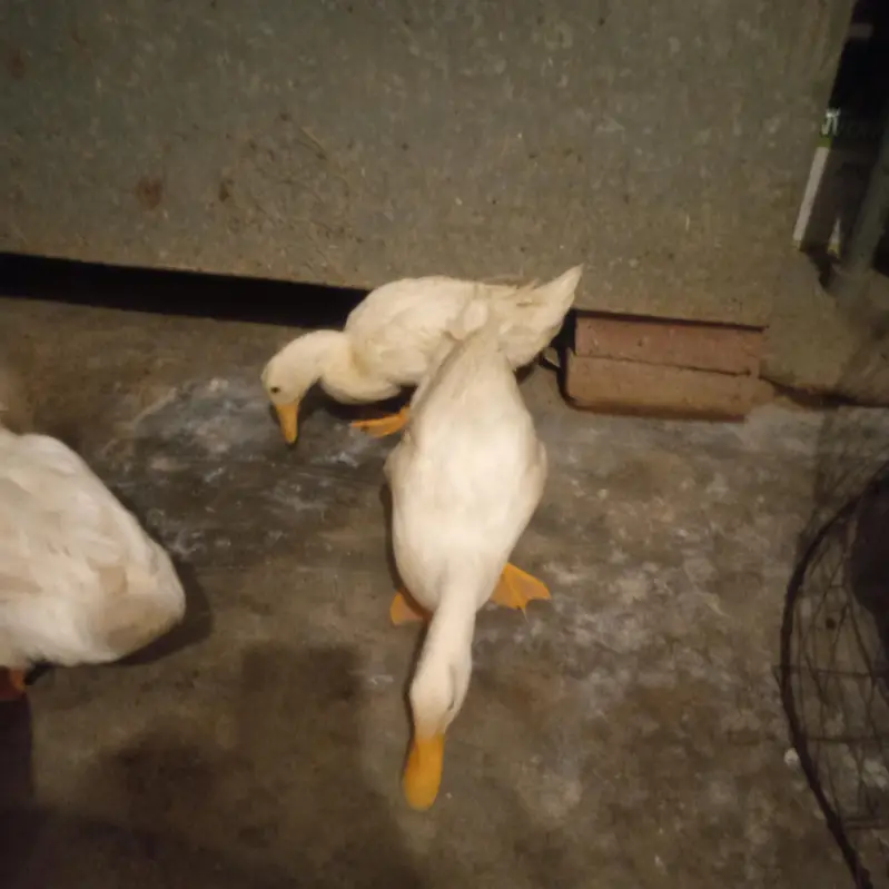 white and brown ducks — photo 2