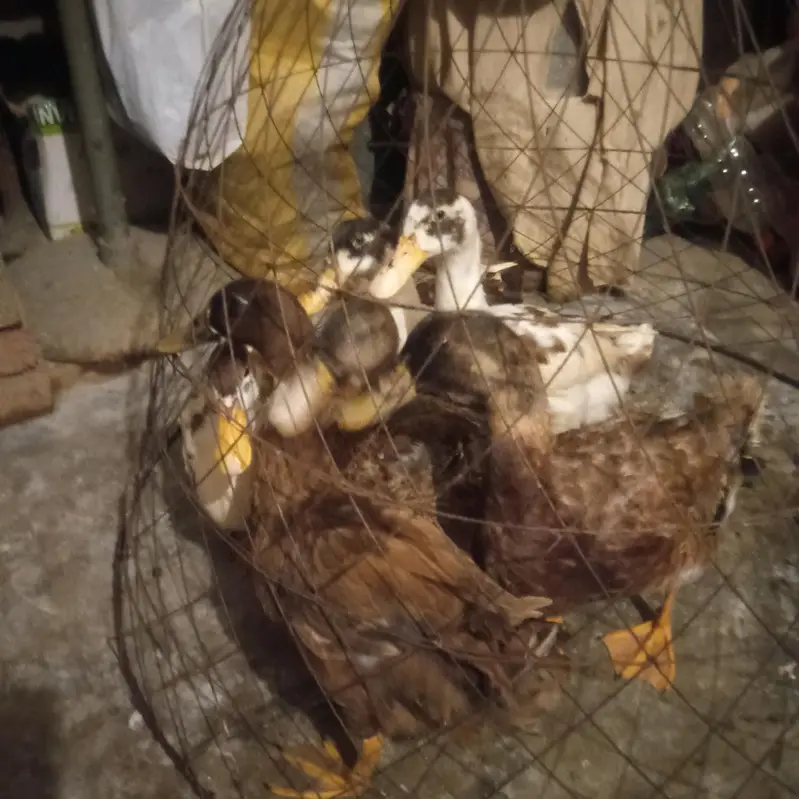white and brown ducks — photo 3