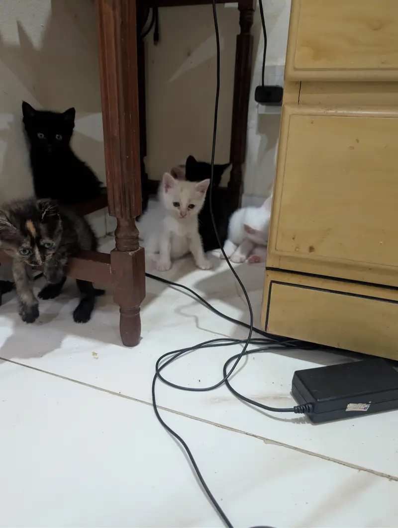 Persian Kittens Cat cute  Persian billi 5 cats — photo 2