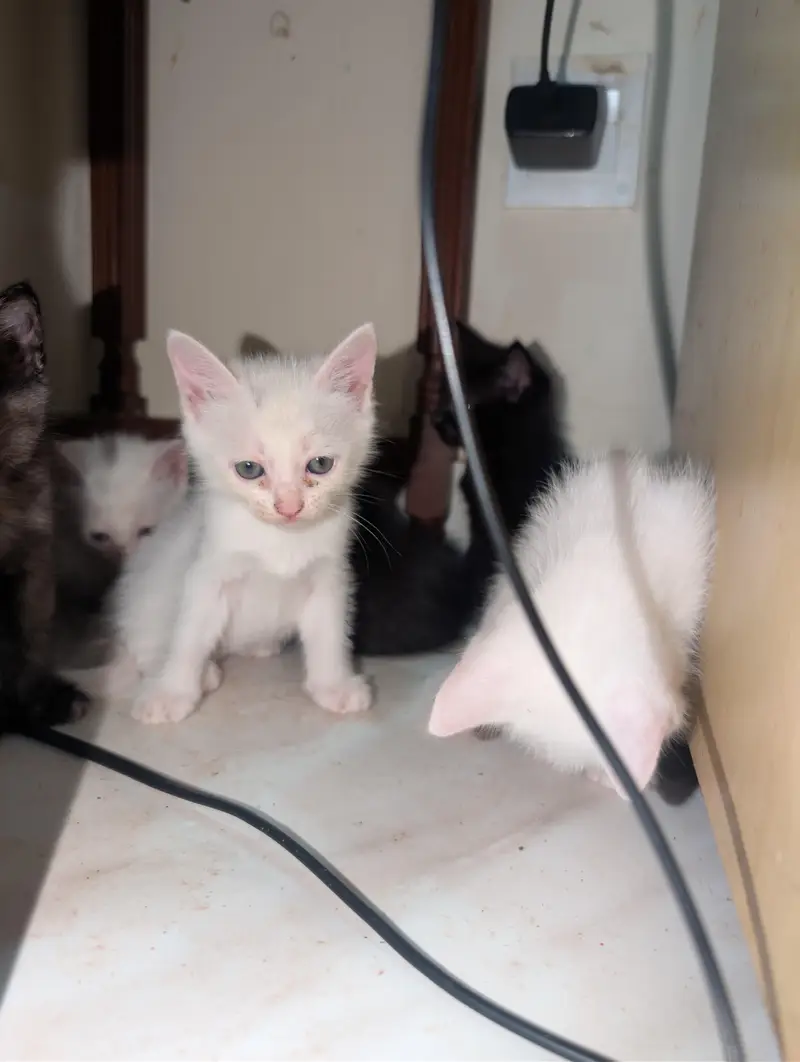Persian Kittens Cat cute  Persian billi 5 cats — photo 3