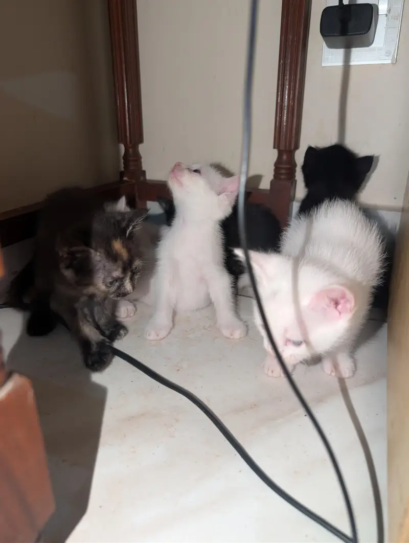 Persian Kittens Cat cute  Persian billi 5 cats — photo 4