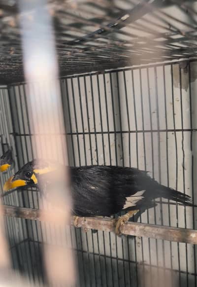 Rare Birds for Sale
