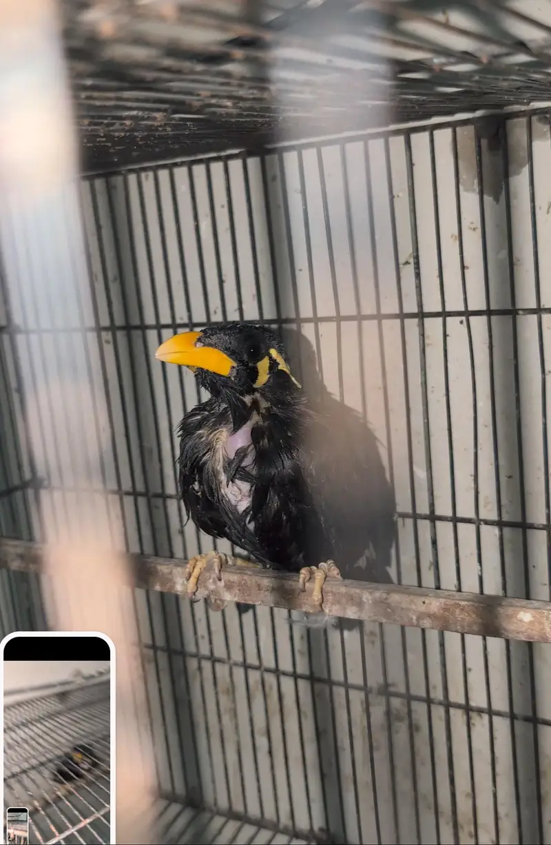 Rare Birds for Sale — photo 2
