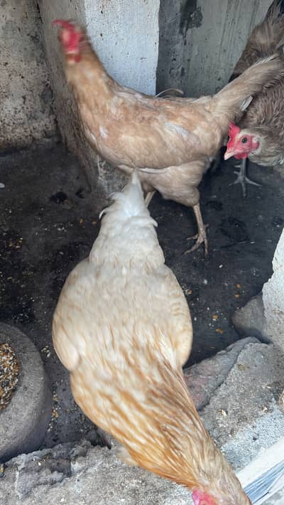 Hens Egg laying 3 piece