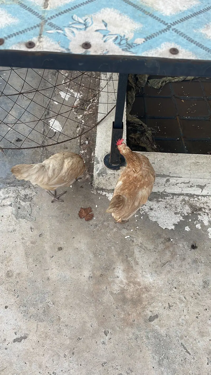 Hens Egg laying 3 piece — photo 2