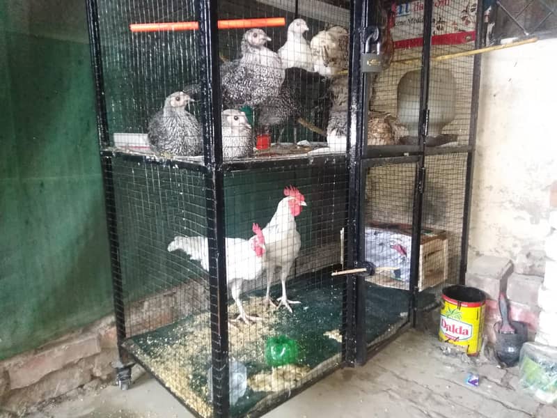 Hen Cage 0