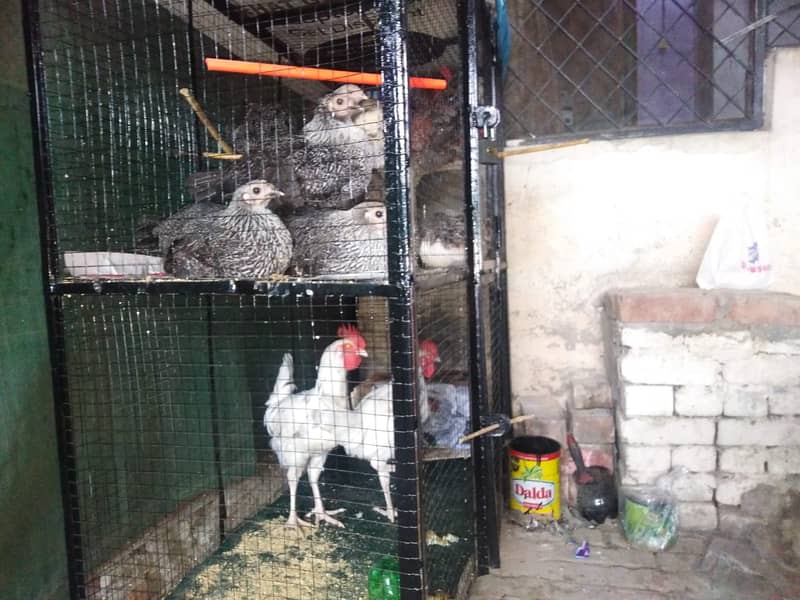 Hen Cage 1