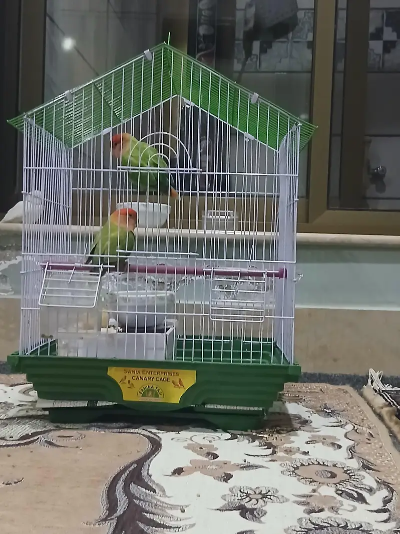 love bird
