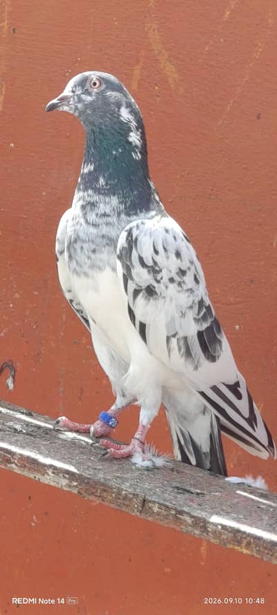 High Flyer pigeons