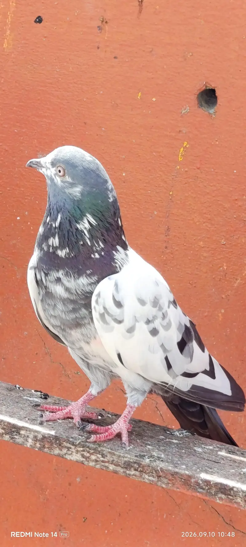 High Flyer pigeons — photo 3