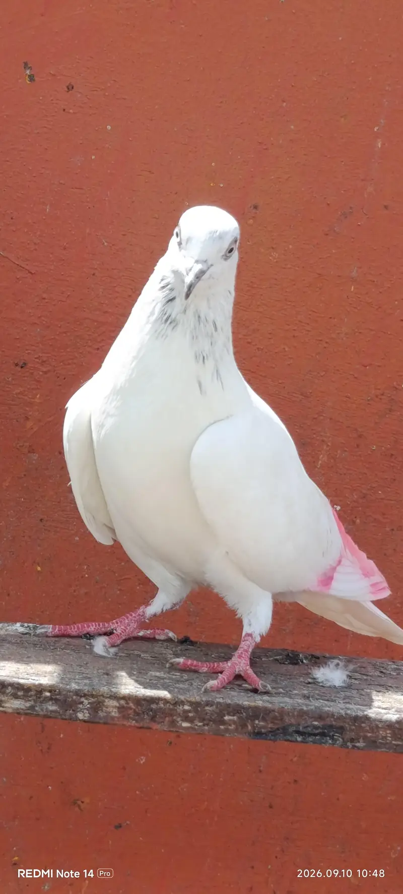 High Flyer pigeons — photo 4