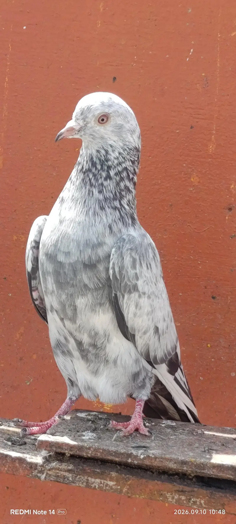 High Flyer pigeons — photo 5
