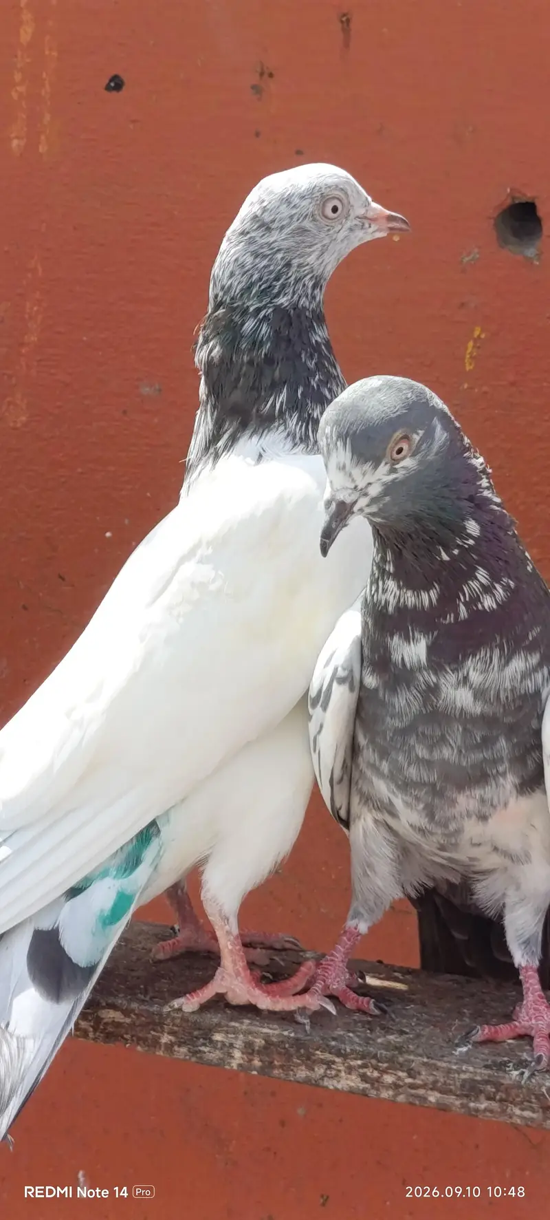 High Flyer pigeons — photo 6