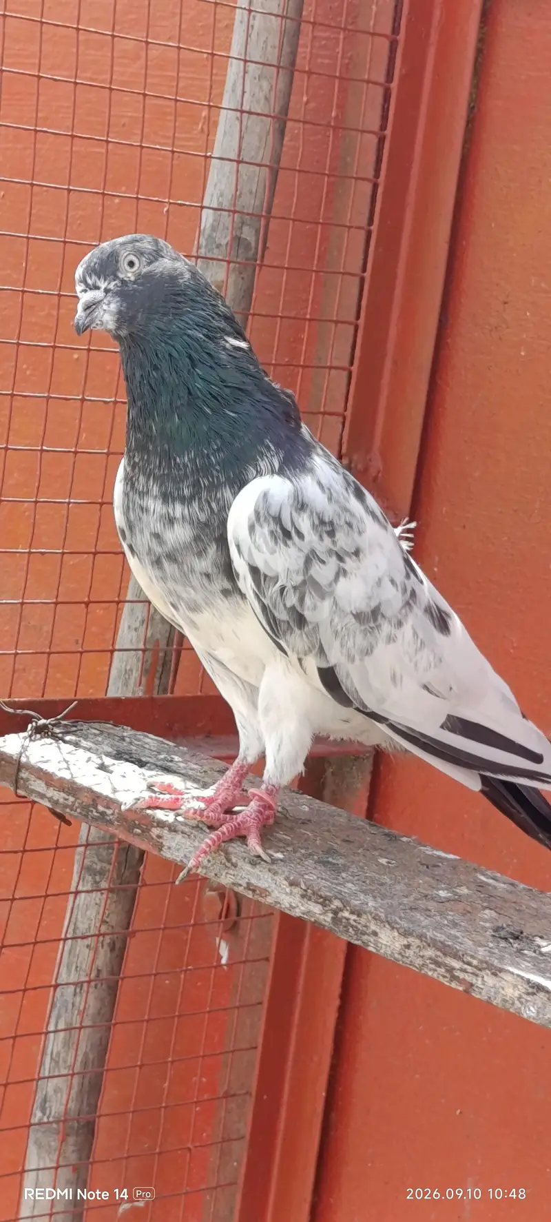 High Flyer pigeons — photo 8