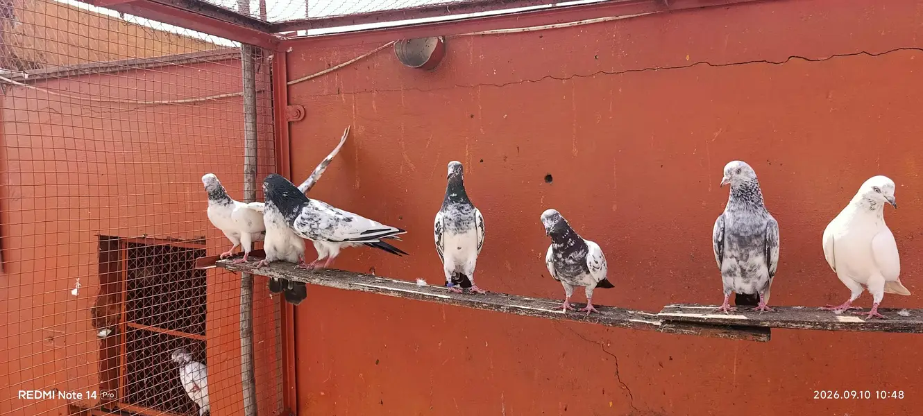High Flyer pigeons — photo 10