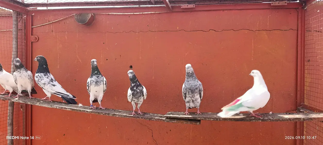 High Flyer pigeons — photo 12