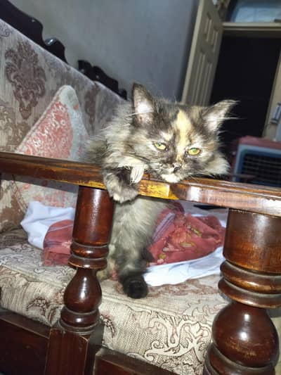 persian triple coat kitten