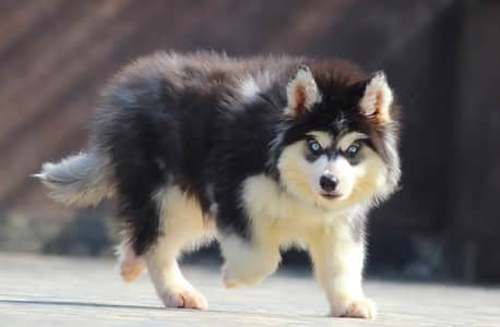 Husky | Wolly Coat Siberian Husky | Husky pupps For Sale