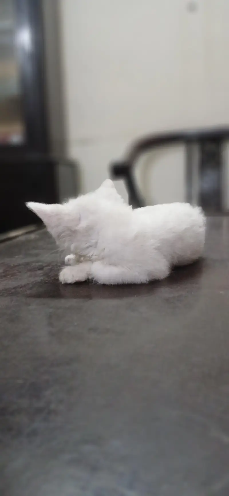 Persian Cats Pair — photo 2