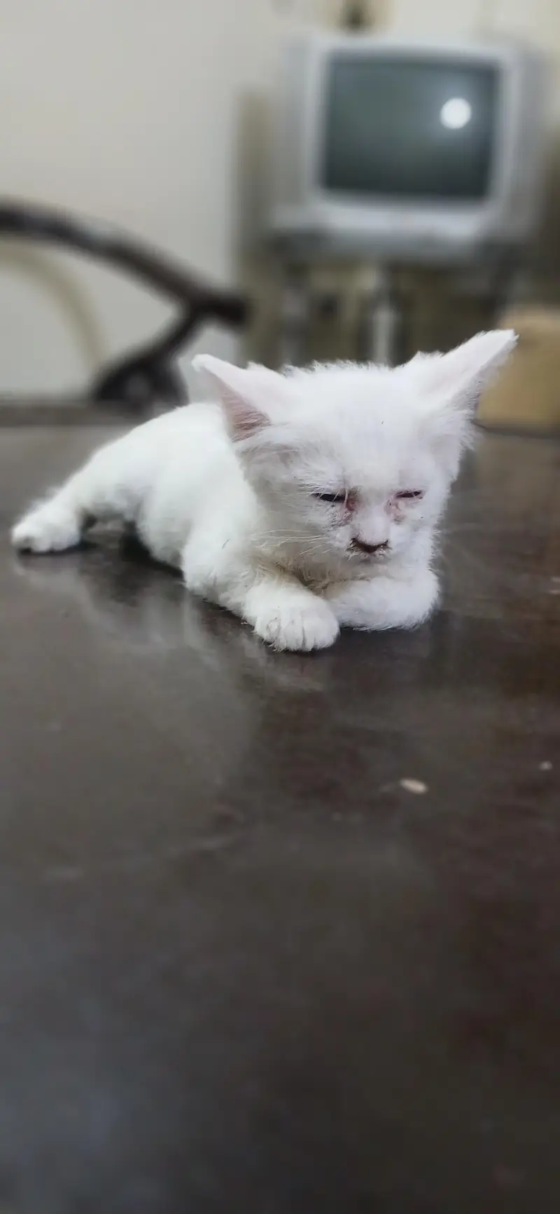 Persian Cats Pair — photo 3