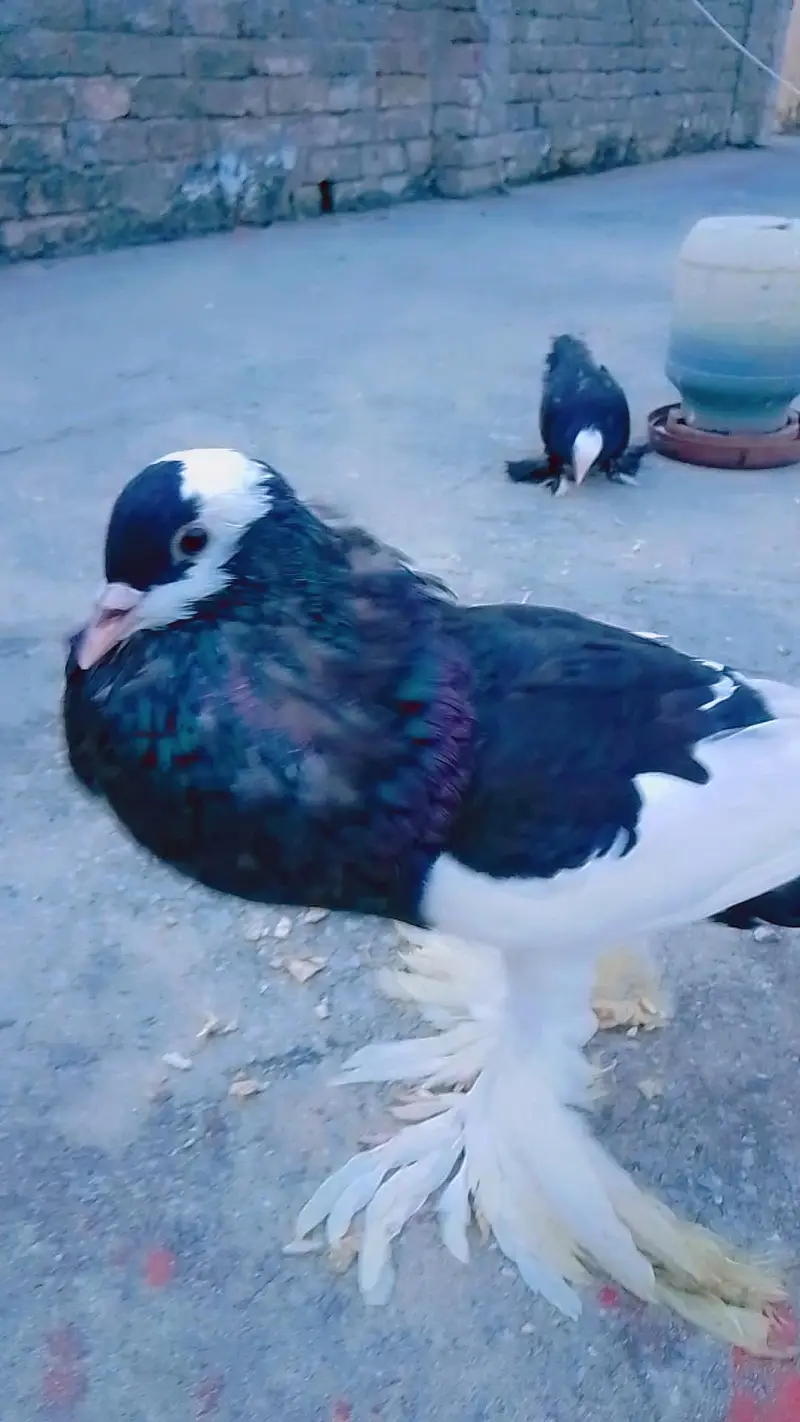 achi quality main pouter male ha jis bahi ko chaiya 03415310145 — photo 2