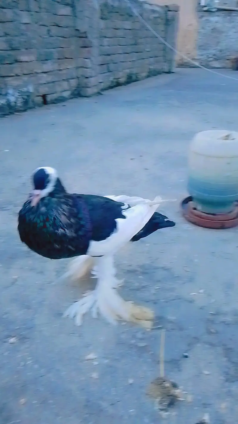 achi quality main pouter male ha jis bahi ko chaiya 03415310145 — photo 6