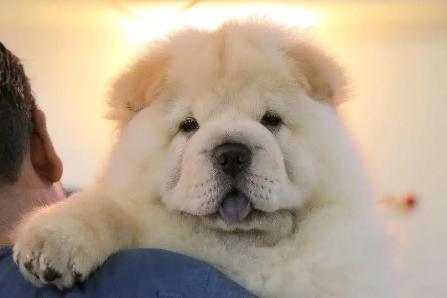 Chow Chow Pupps | Chow Chow Dogs | Chow Chow Dog pupps For Sale — photo 4