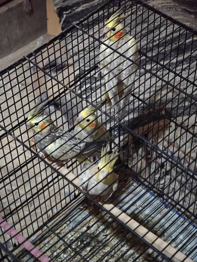 Healthy & Active Cockatiels for Sale