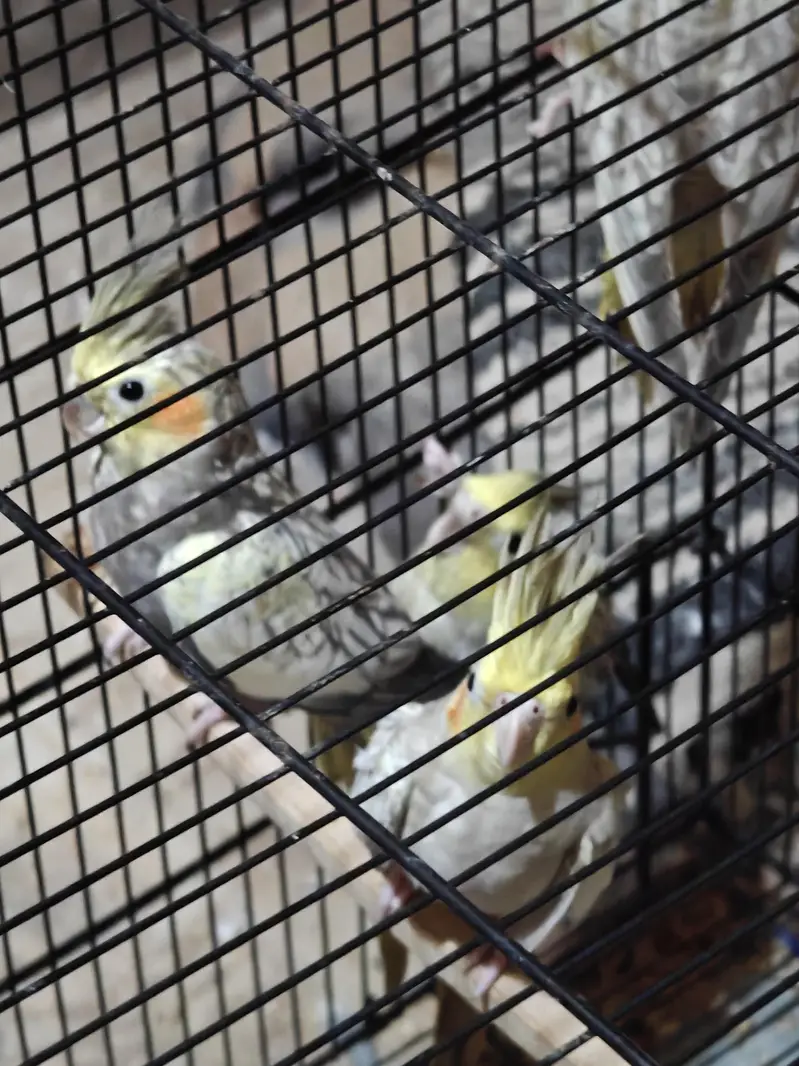 Healthy & Active Cockatiels for Sale — photo 2