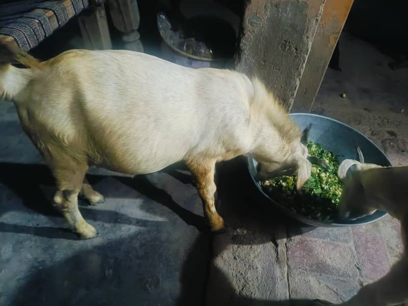 Bakra 0