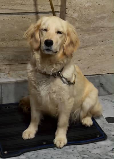 Golden retriever female with microchip Pedigree