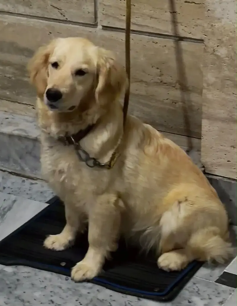 Golden retriever female with microchip Pedigree — photo 4