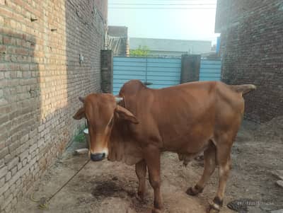 The beautiful animal for sell lovely and cantaloupe. .