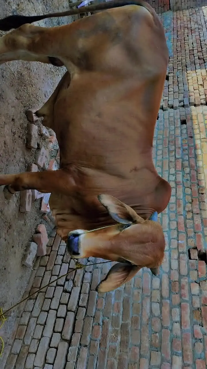 The beautiful animal for sell lovely and cantaloupe. . — photo 3