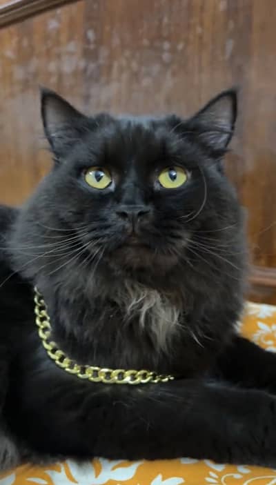Persian cat