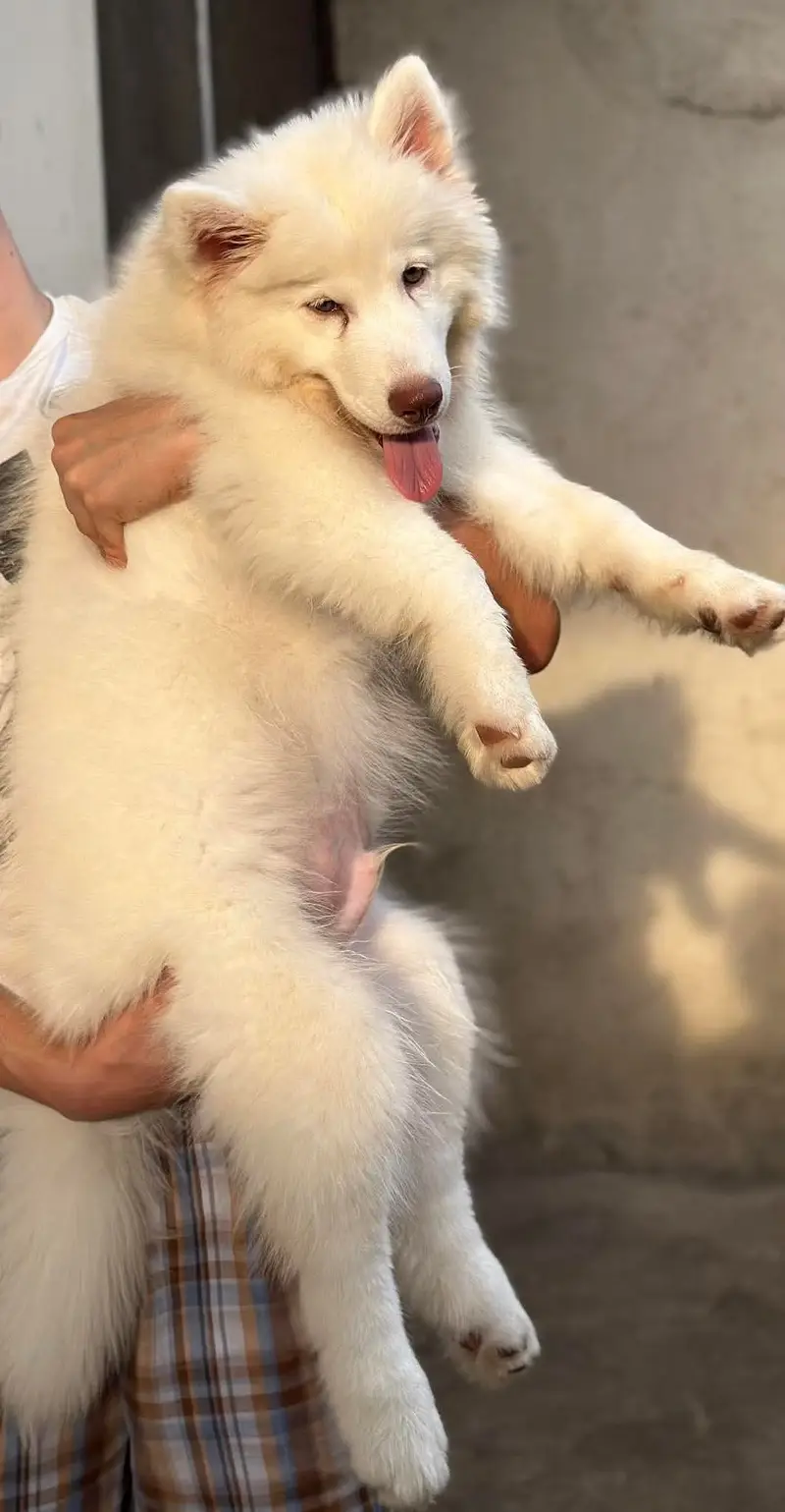 White Husky | Wolly Coat Husky | Husky Dogs / Pupps For Sale — photo 3